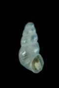 Chrysallida&nbsp;nivosa